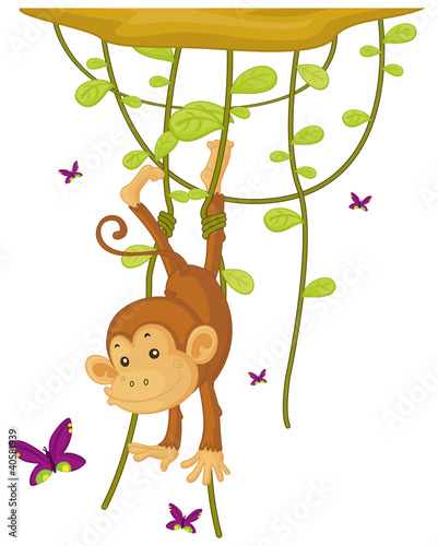 monkey