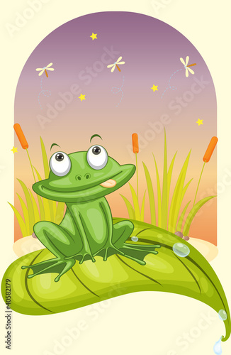 frog on a leaf
