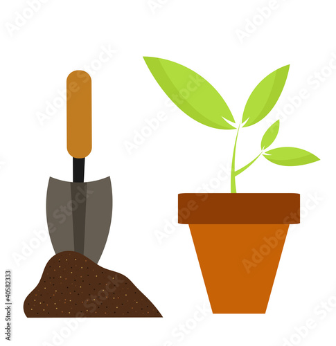 Plant in pot