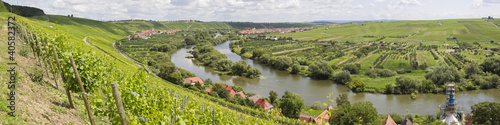 weinreben in unterfranken an der mainschleife