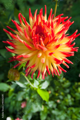 Red yellow Dahlia flower