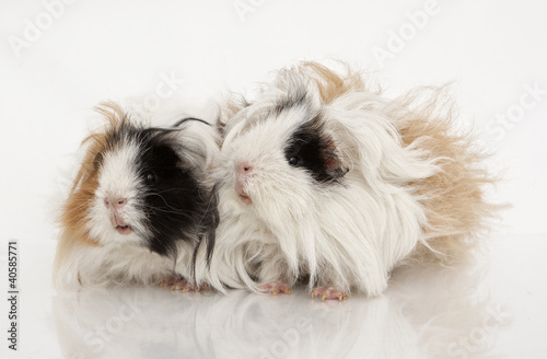 Guinea pig © Photok.dk