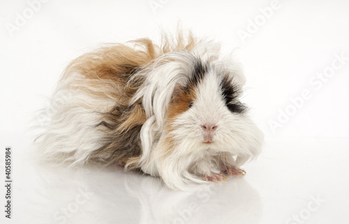Guinea pig
