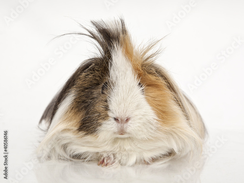 Guinea pig