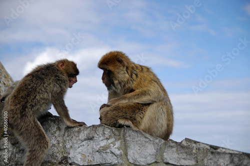 Monkey family disharmony. Gibraltar © gadzius