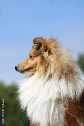 portrait du berger des shetland de profil © Dogs