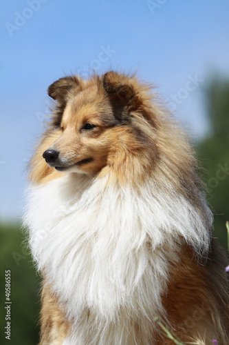 portrait de trois quart du berger des shetland © Dogs