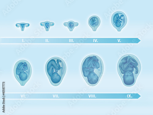 Embryologie und Schwangerschaft photo