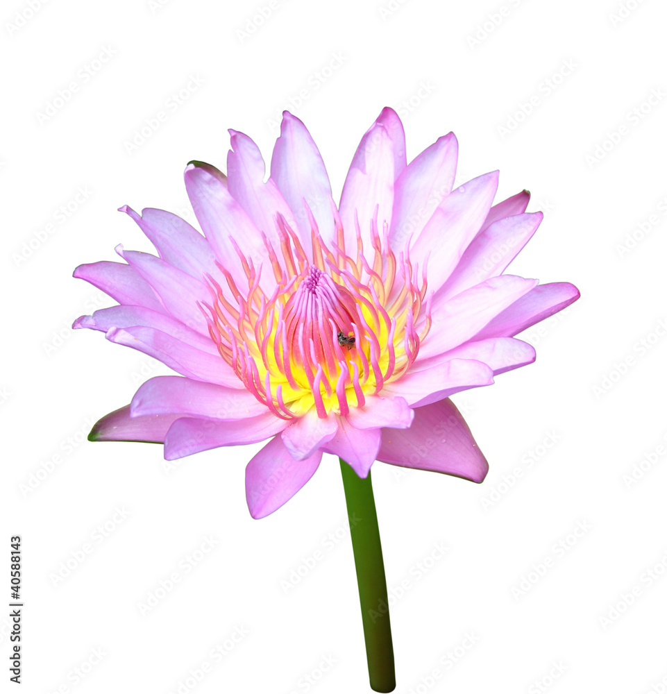 blooming pink lotus with insect on white background blooming pink lotus with insect on white background