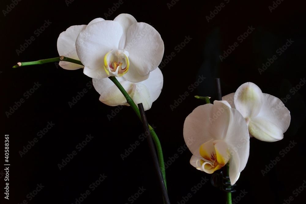 Fototapeta premium storczyk