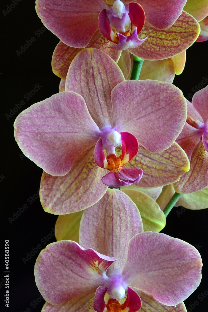 Fototapeta premium storczyk