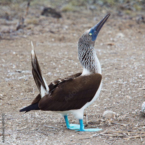 Blue-footed booby display