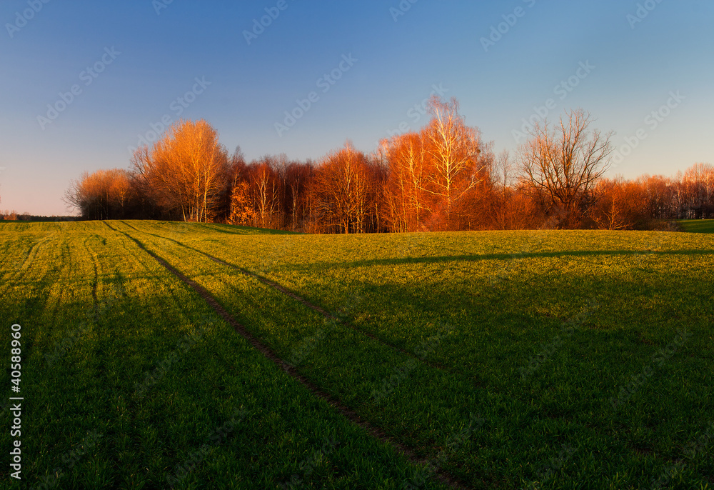 Field with beautiful light