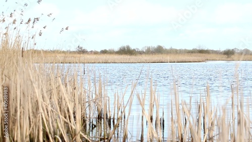 Lake view with reeds on shoreline