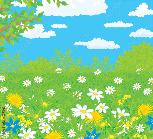 Field with flowers