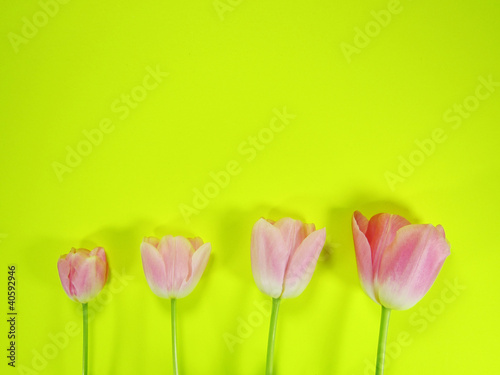 vier Tulpen (Tulipa) mit gelb-grünem Hintergrund 1
