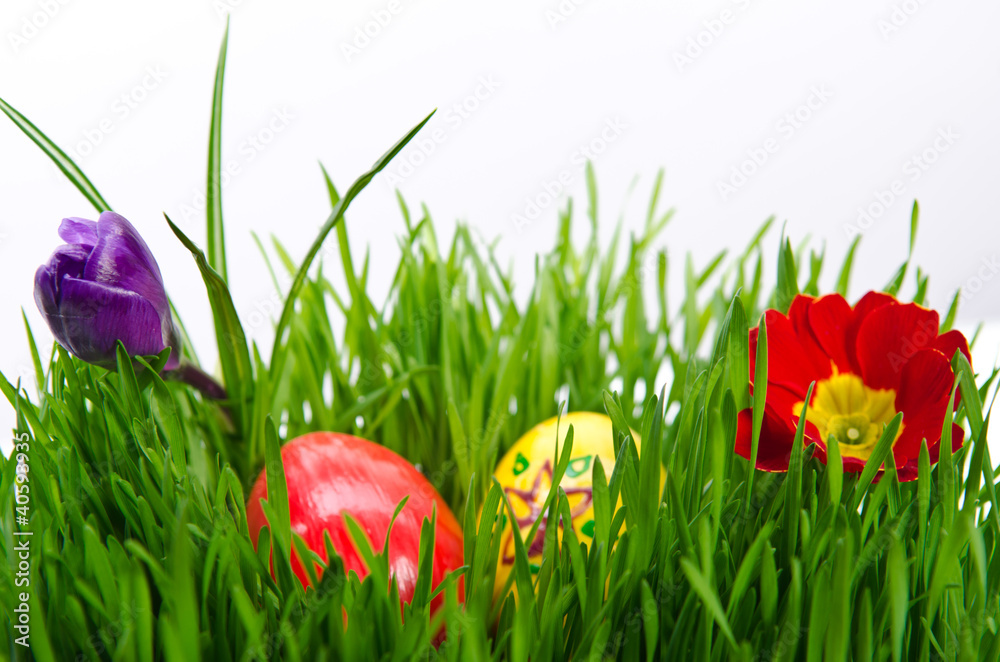 red easter eggs in green grass with white background red easter eggs in green grass with white background