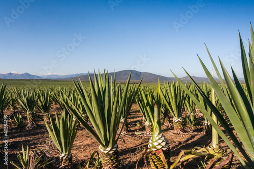 Sisal plantation photo