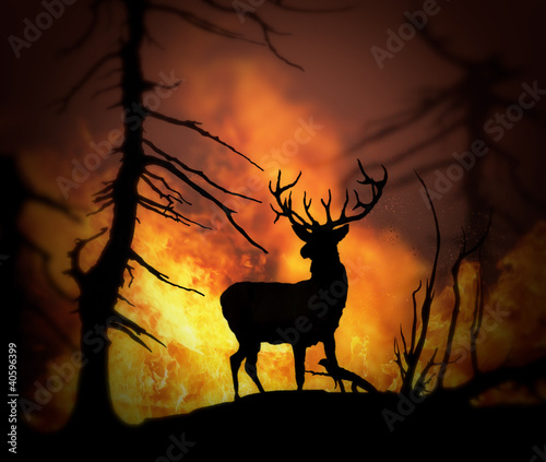 Large elk escaping a wild land fire