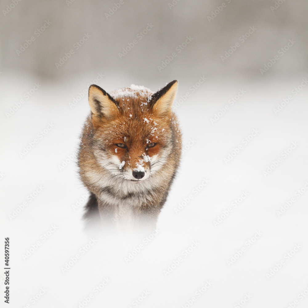 red fox