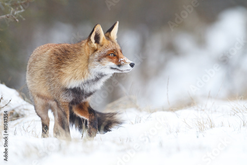 red fox in the snow