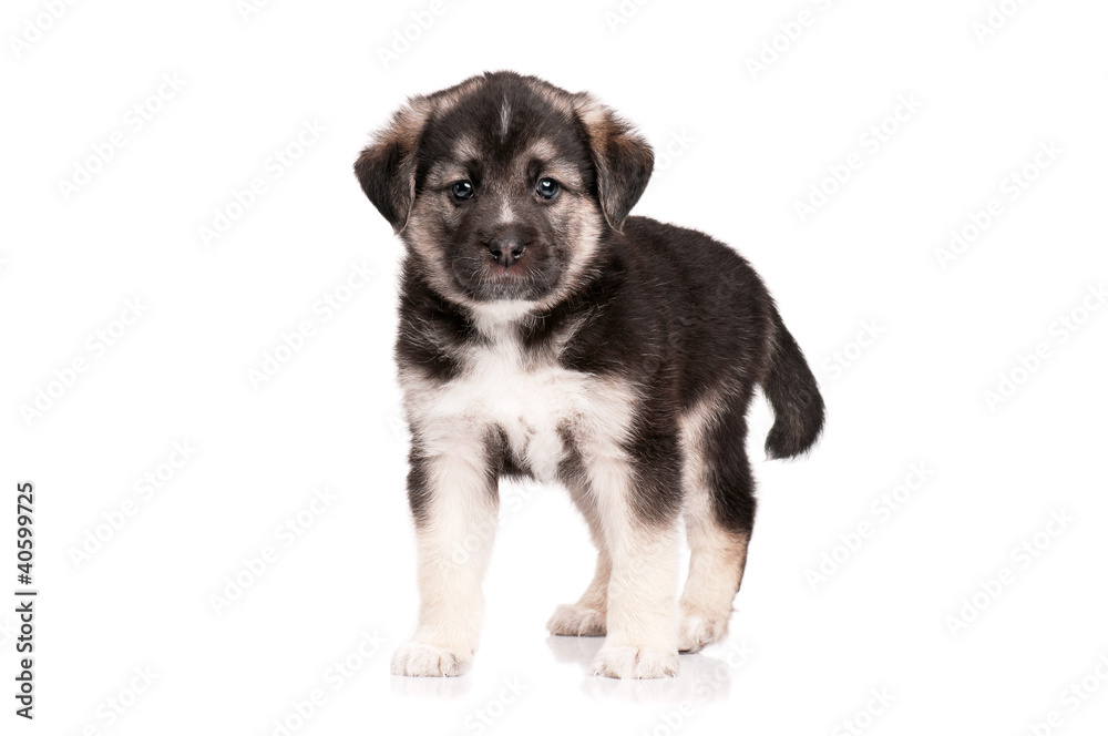 Obraz premium Cute puppy