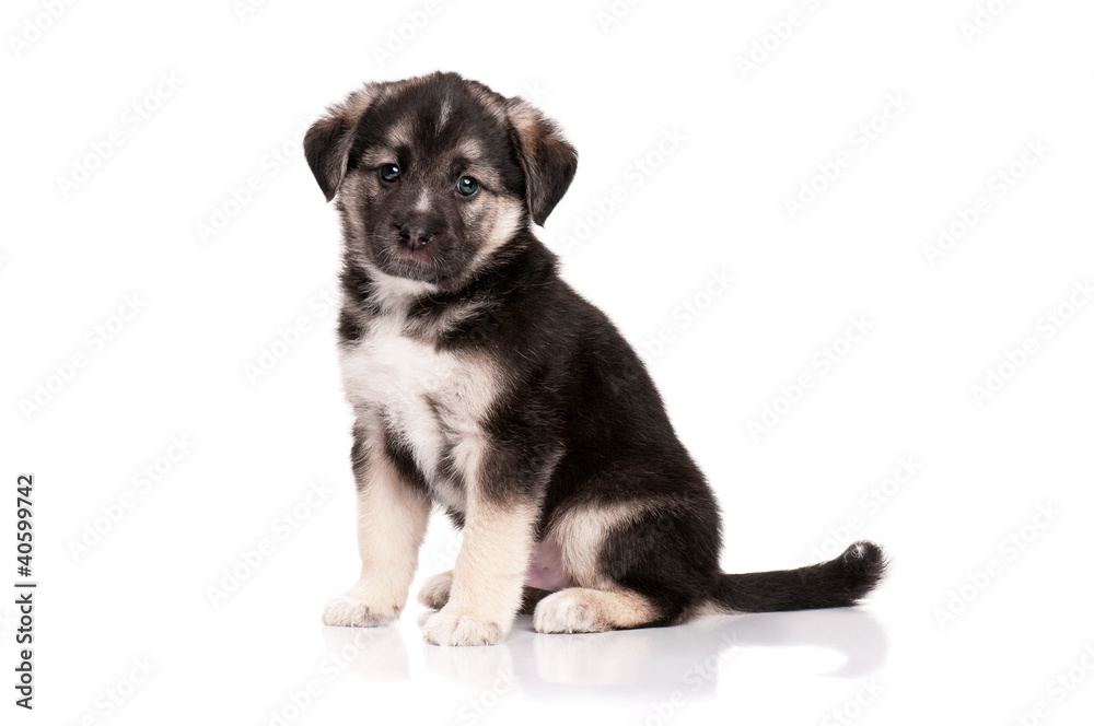 Fototapeta premium Cute puppy