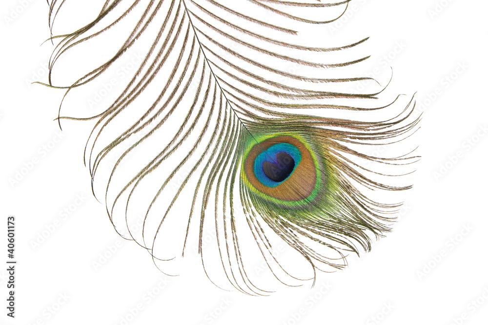 Obraz premium Peacock feather