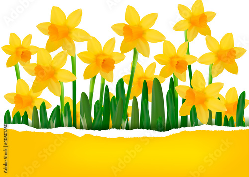 Yellow spring flower background with ripped paper
