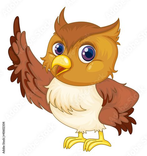 owl on white