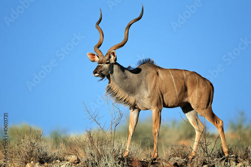 Big male kudu antelope against a blue sky photo