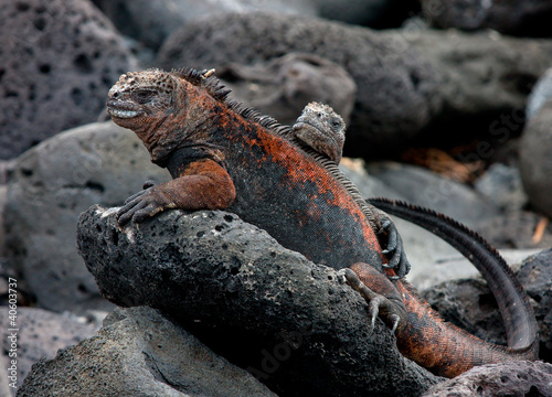 Galapagos 09 photo