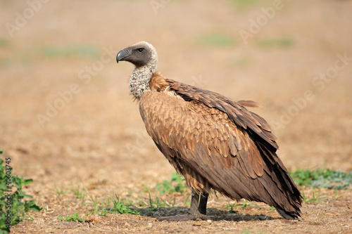 White-backed vulture  southern Africa