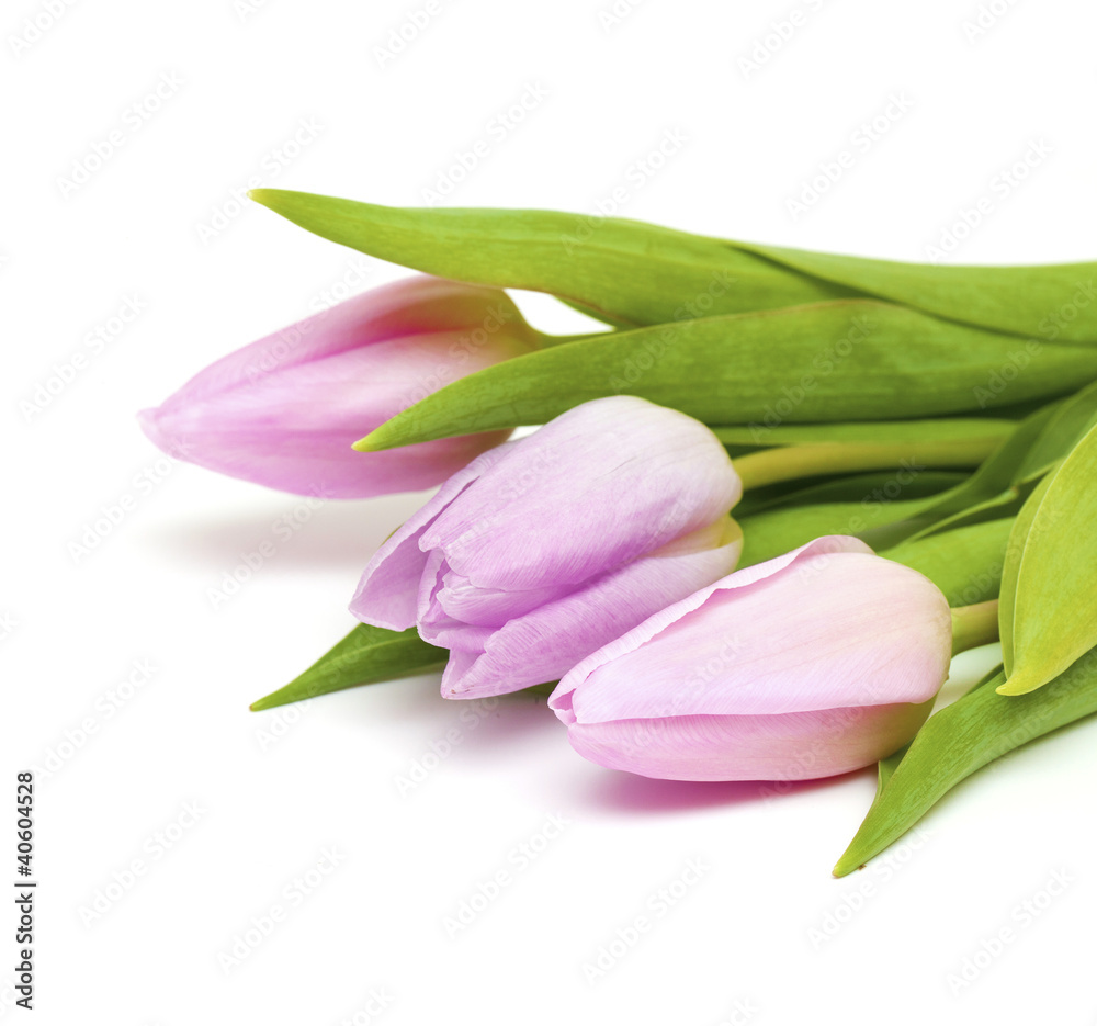 pink tulips pink tulips