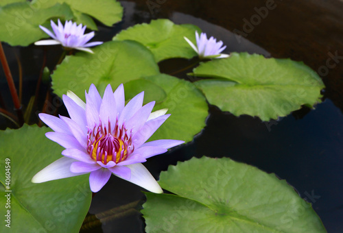 water lily, lotus