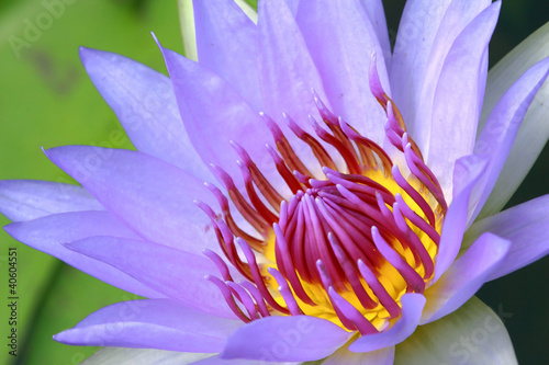 water lily  lotus