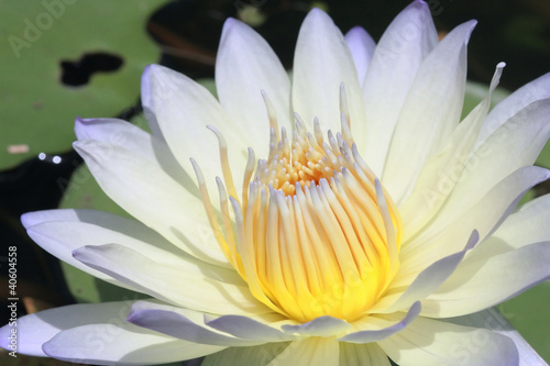 water lily, lotus