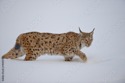 Canvas Print Luchs im Schnee