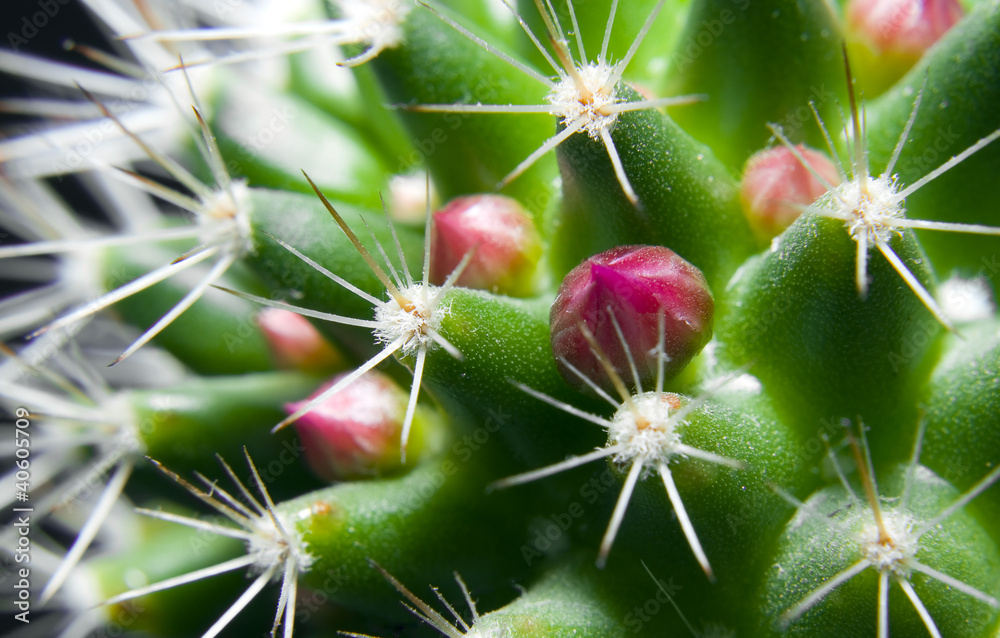 Pink flowers bud protected by thorns Pink flowers bud protected by thorns