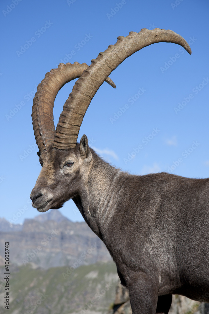 portrait of a male ibex