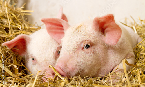Pigs in a barn II