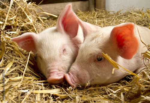 Pigs in a barn III photo