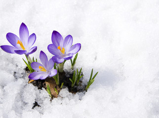 Wandcirkels Krokussen Krokussen ontluiken in besneeuwde tuin  © Irina Volkova