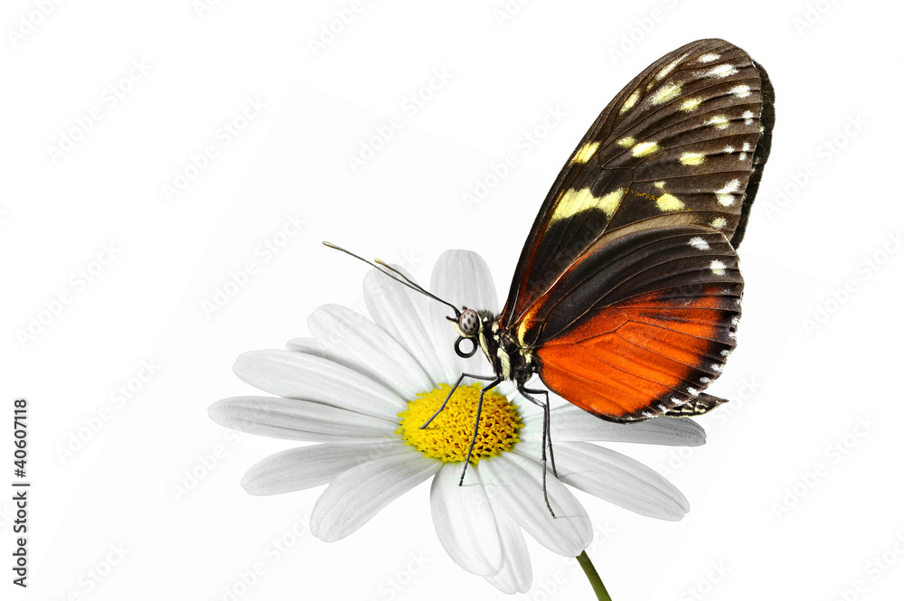 Schmetterling 38 Schmetterling 38