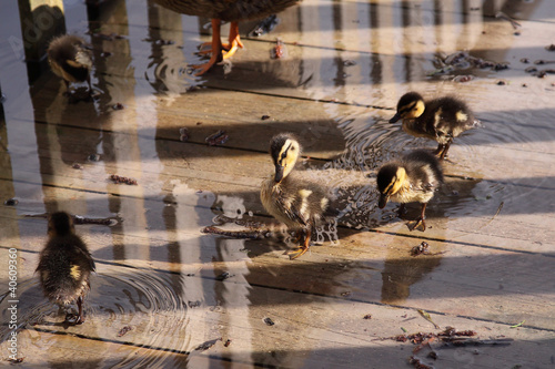 Εκτύπωση καμβά la toilette matinale des canards