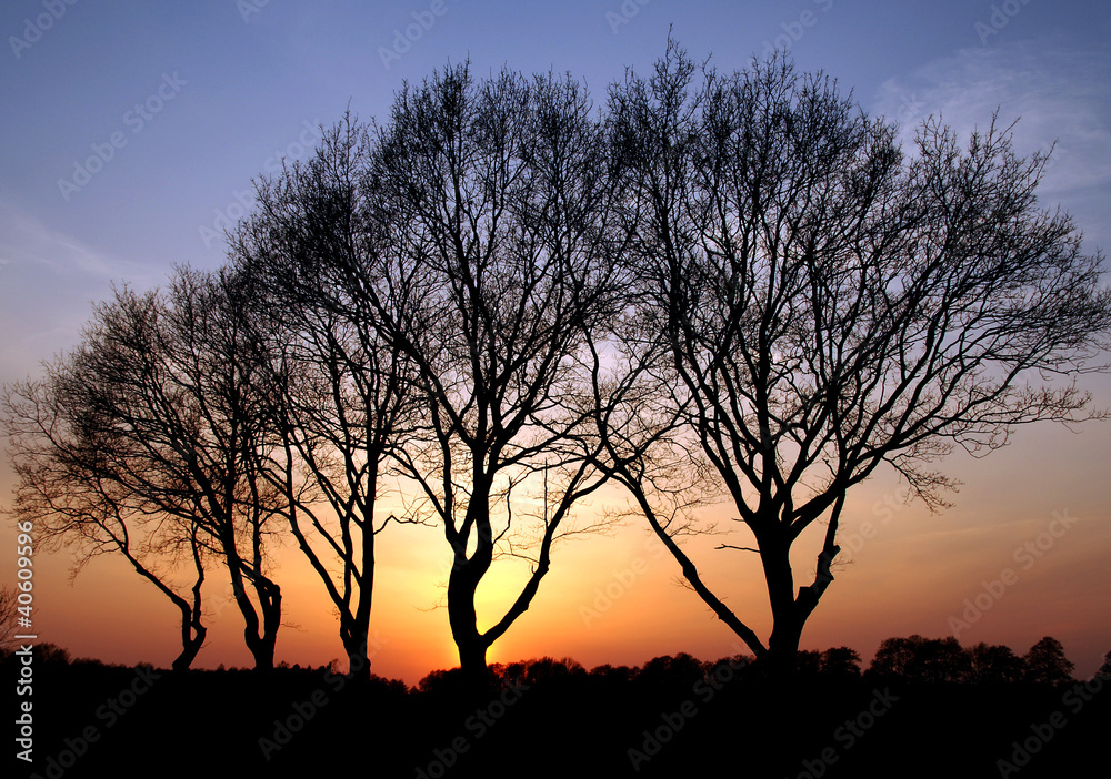 Abendlicht, Sonnenuntergang und Bäume Abendlicht, Sonnenuntergang und Bäume