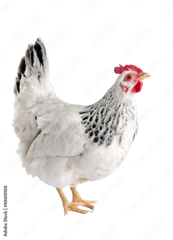 Fototapeta premium Speckled hen. Isolated on white background.