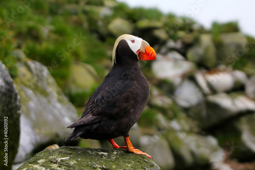 The Tufted Puffin (Lunda cirrhata) in breeding plumage.