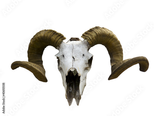 Skull