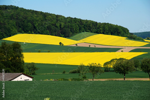 Rapsfeld, Raps, Landwirtschaft